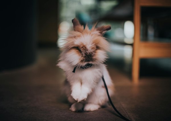 Smart solutions to alleviate separation anxiety in your newly adopted pekingese pup