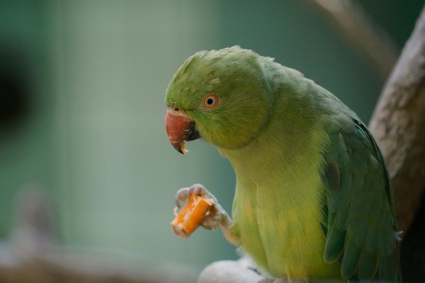 How do I choose the right type of cat litter for my cat's preferences?