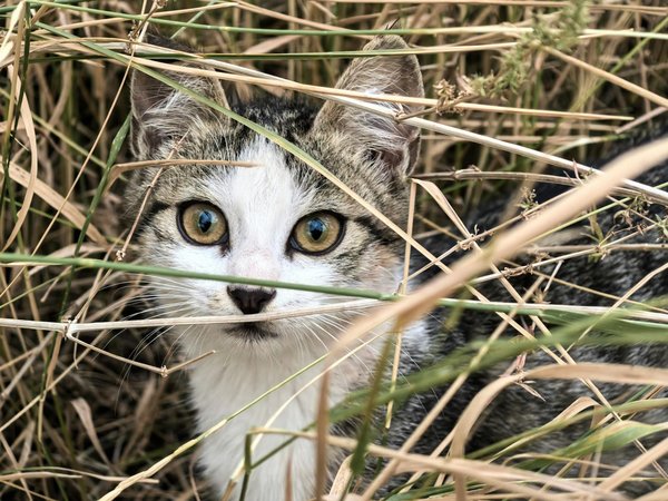Balancing innovation and nature: essential tech strategies for uk farmers to safeguard livestock while coexisting with badgers